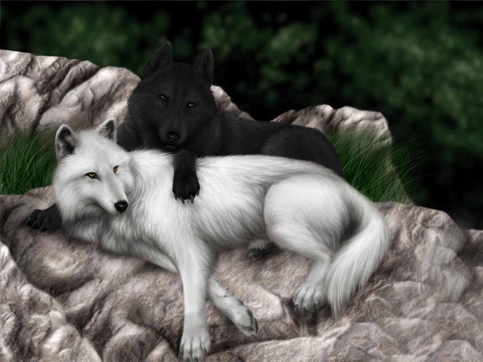 Vision Of The Wolf Wallpaper Wolf And White Wolf