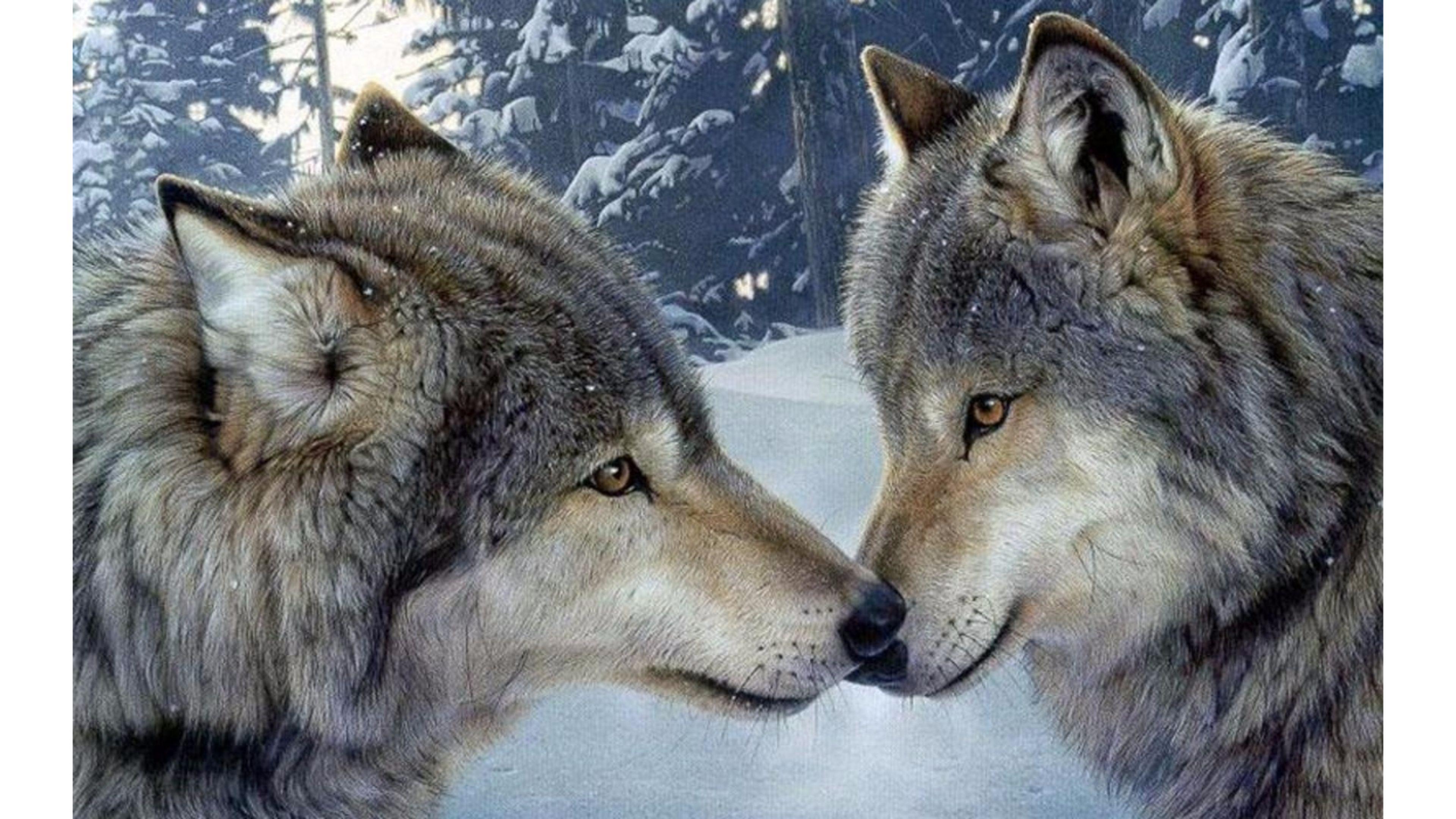 Wolf Encounter Romance 4K wallpaper
