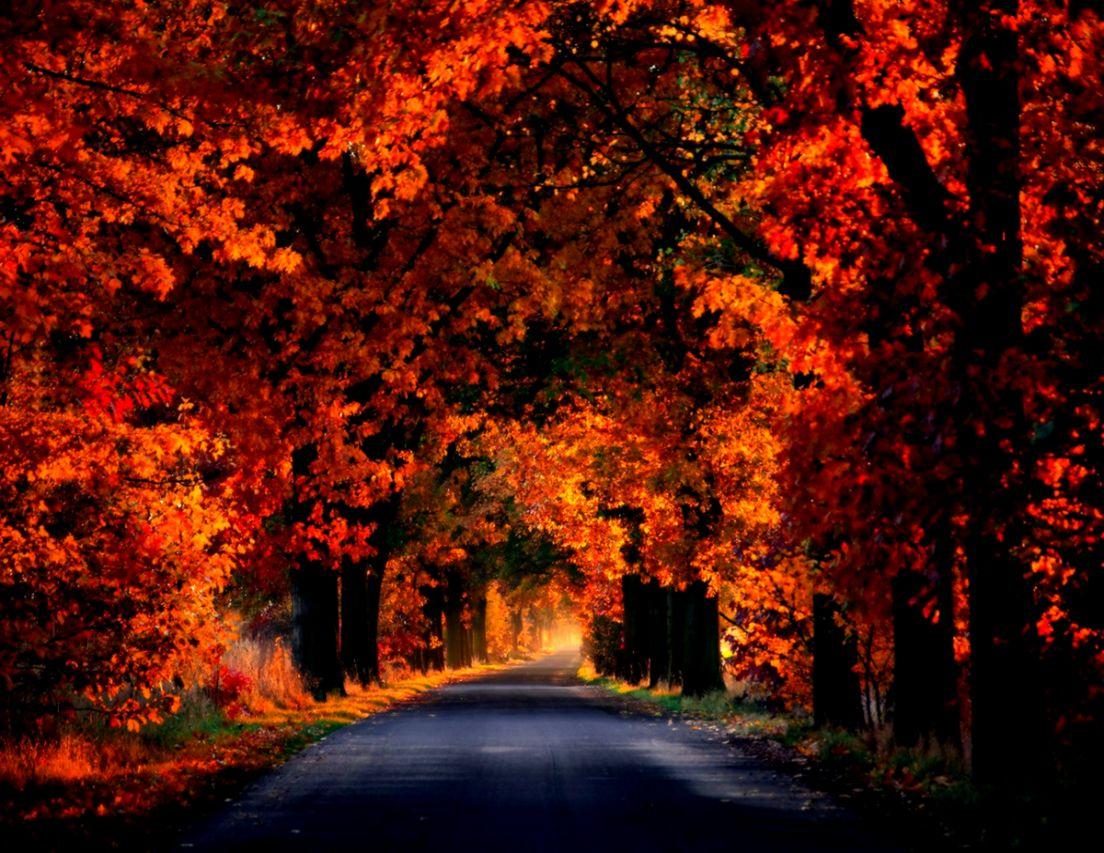 Autumn Road Woods HD Wallpaper Widescreen