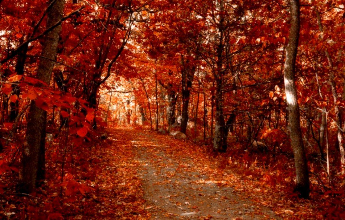 Autumn Road Woods HD Wallpaper Widescreen