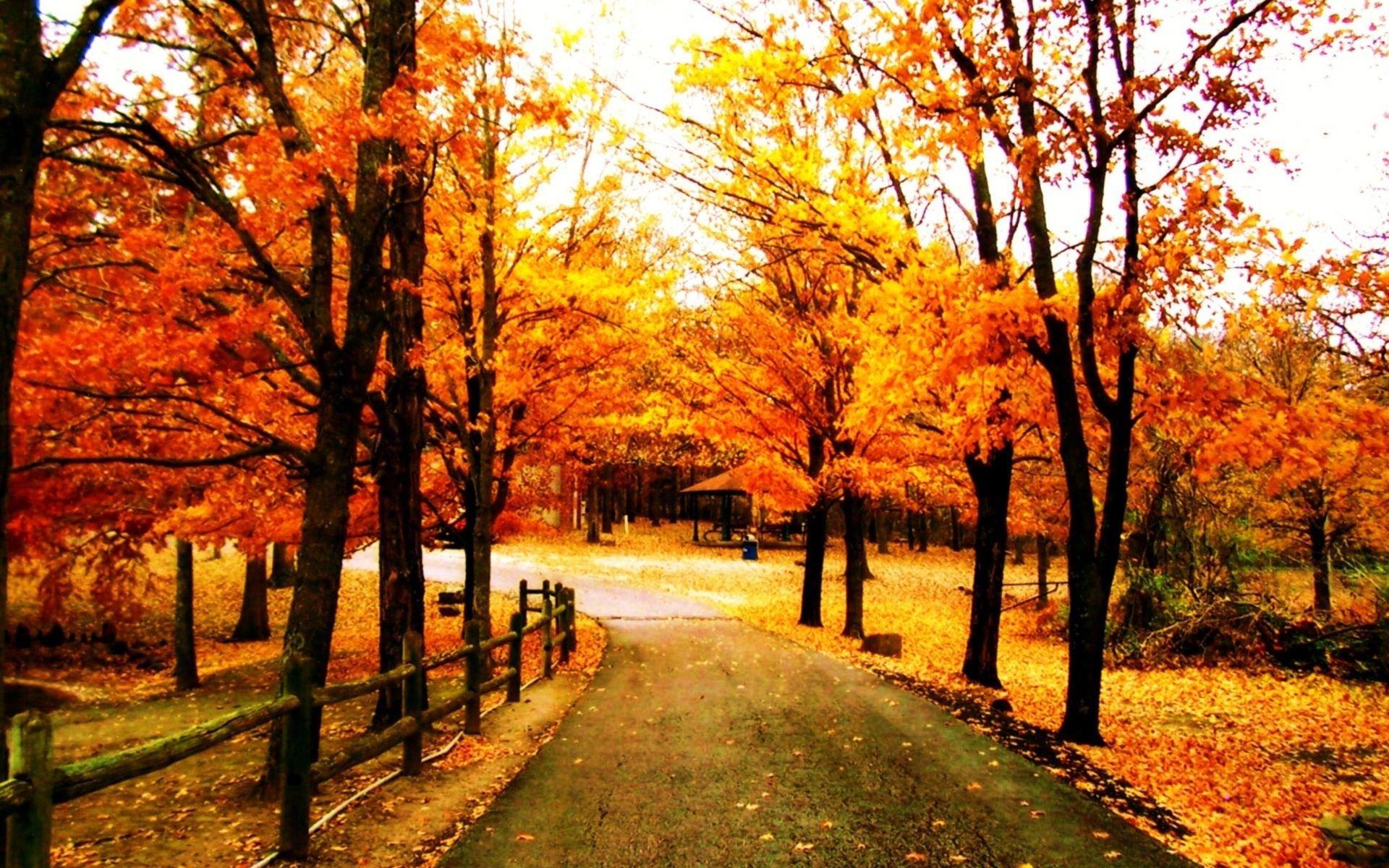 fall picture. autumn, park, beautiful, background, keyword