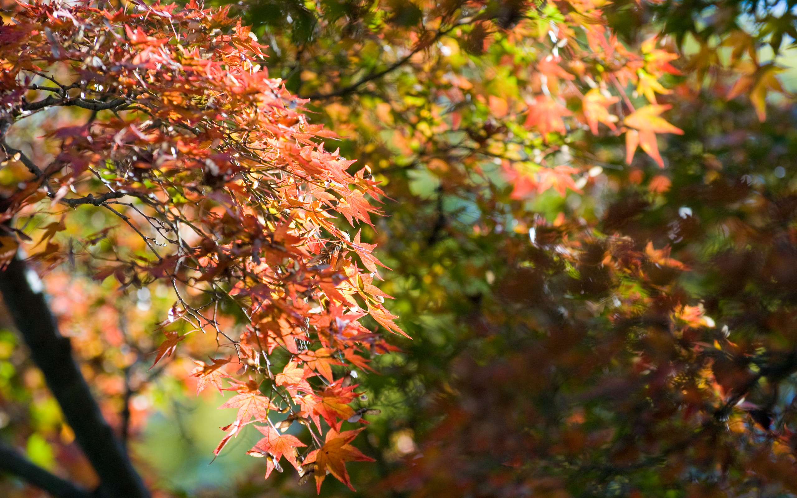 Jeffrey Friedl's Blog Bonanza Of Fall Foliage Desktop