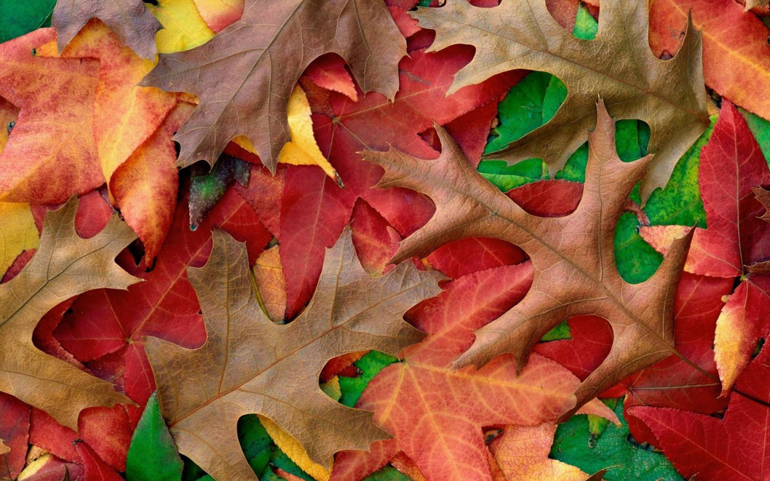 Autumn Live Wallpaper for Android