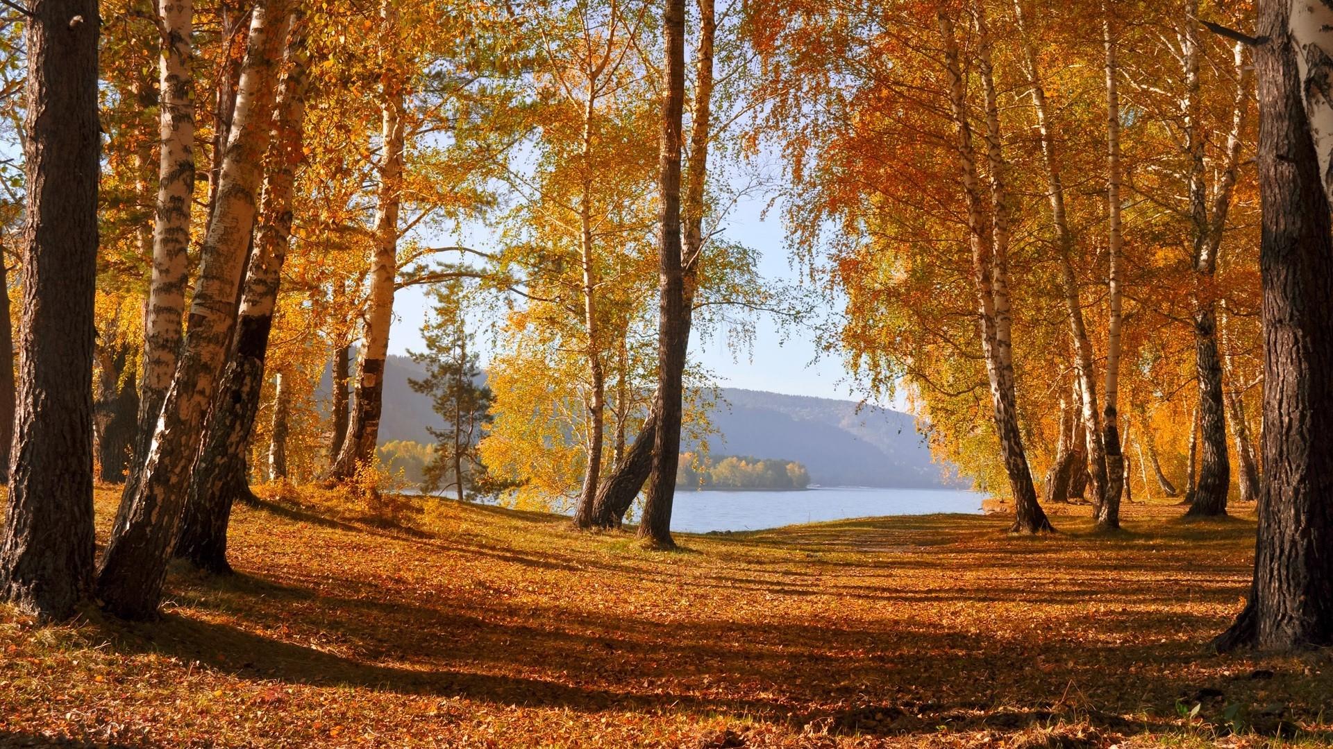 Download Wallpaper autumn river grove birch, 1920x Warm