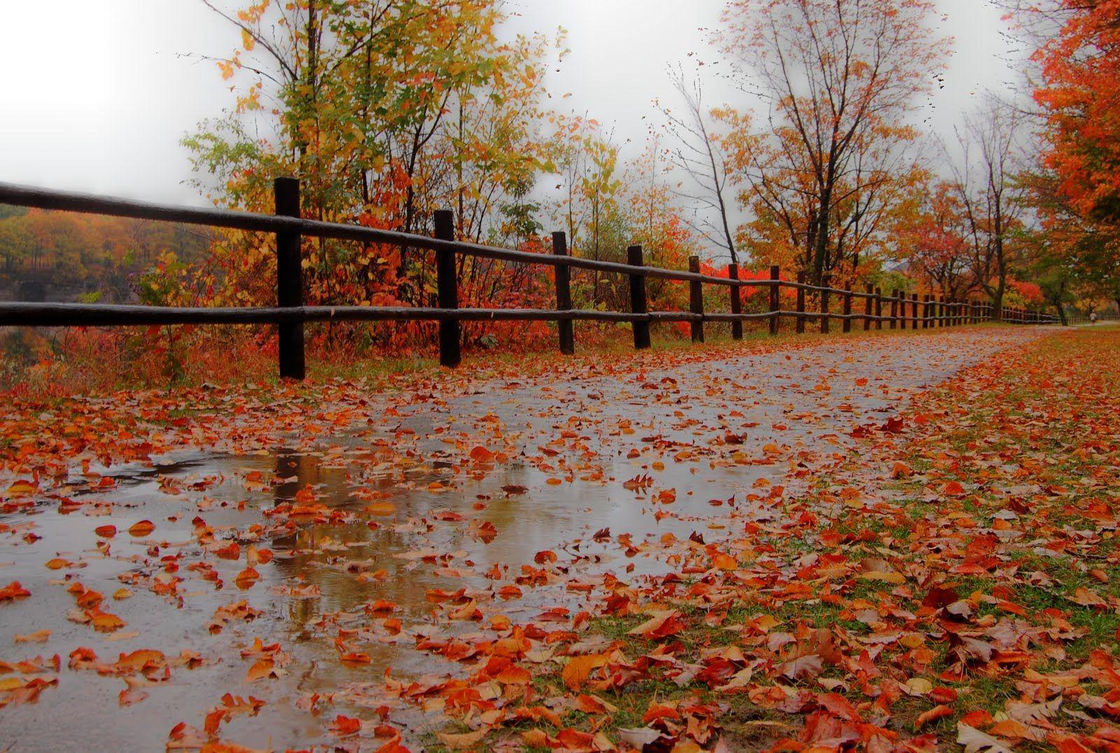 rainy day picture of fall. Rainy Fall Day I went out