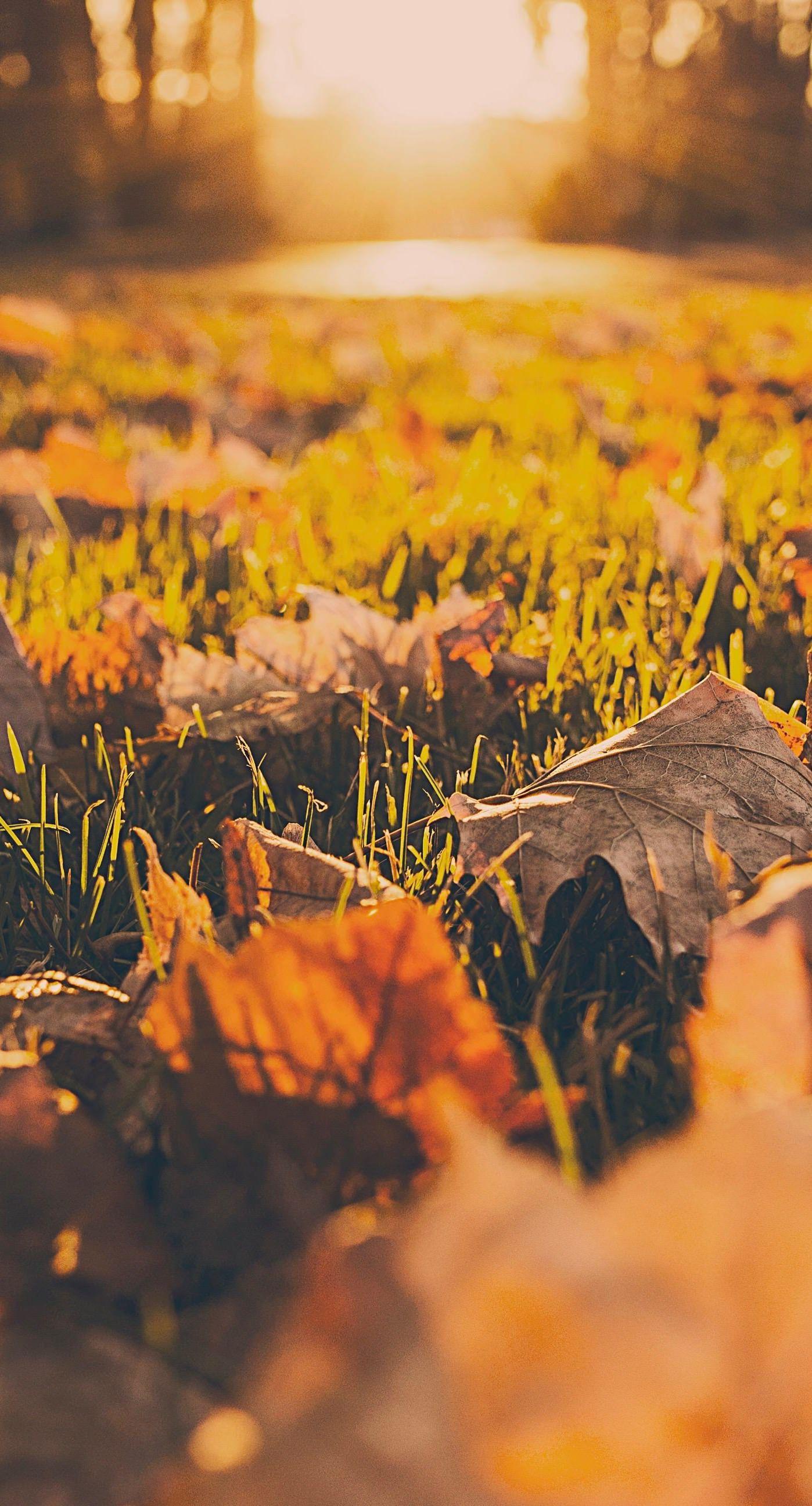 iPhone 6s Plus / iPhone 6 Plus wallpaper // fall ground