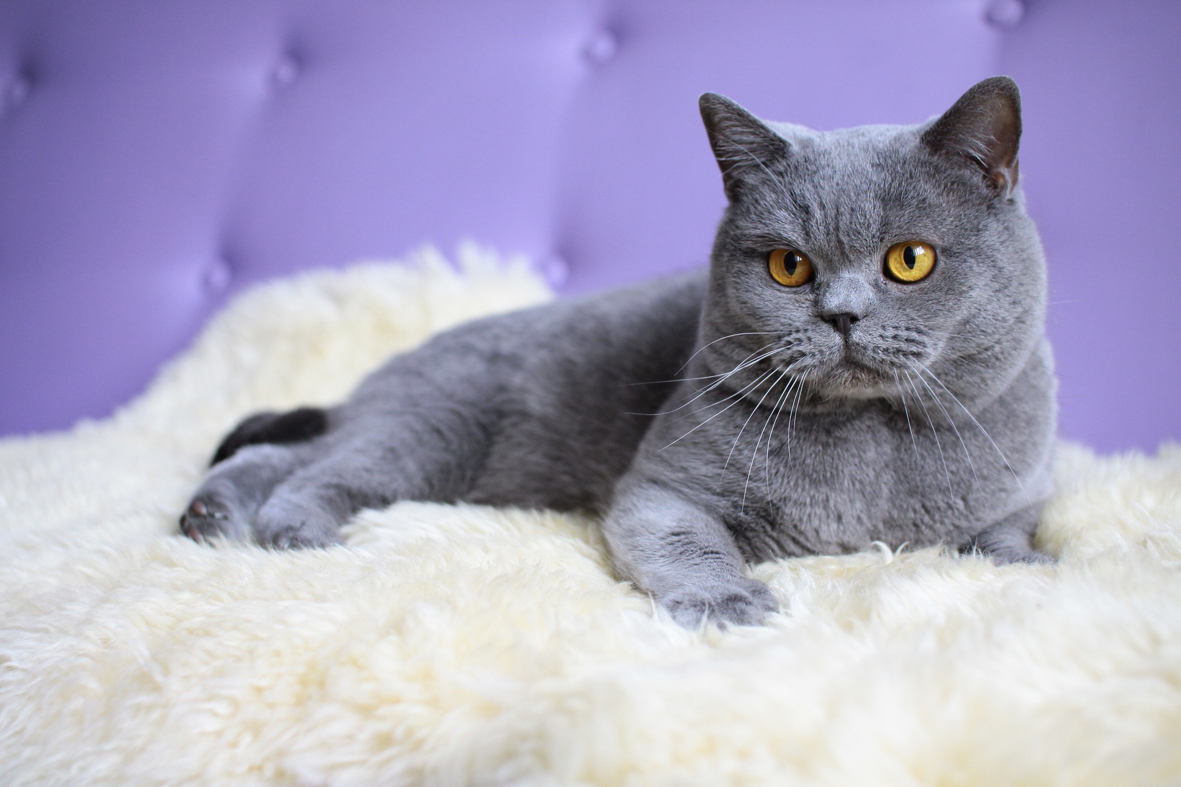 British Shorthair Cat Photo Free HD Wallpaper Download