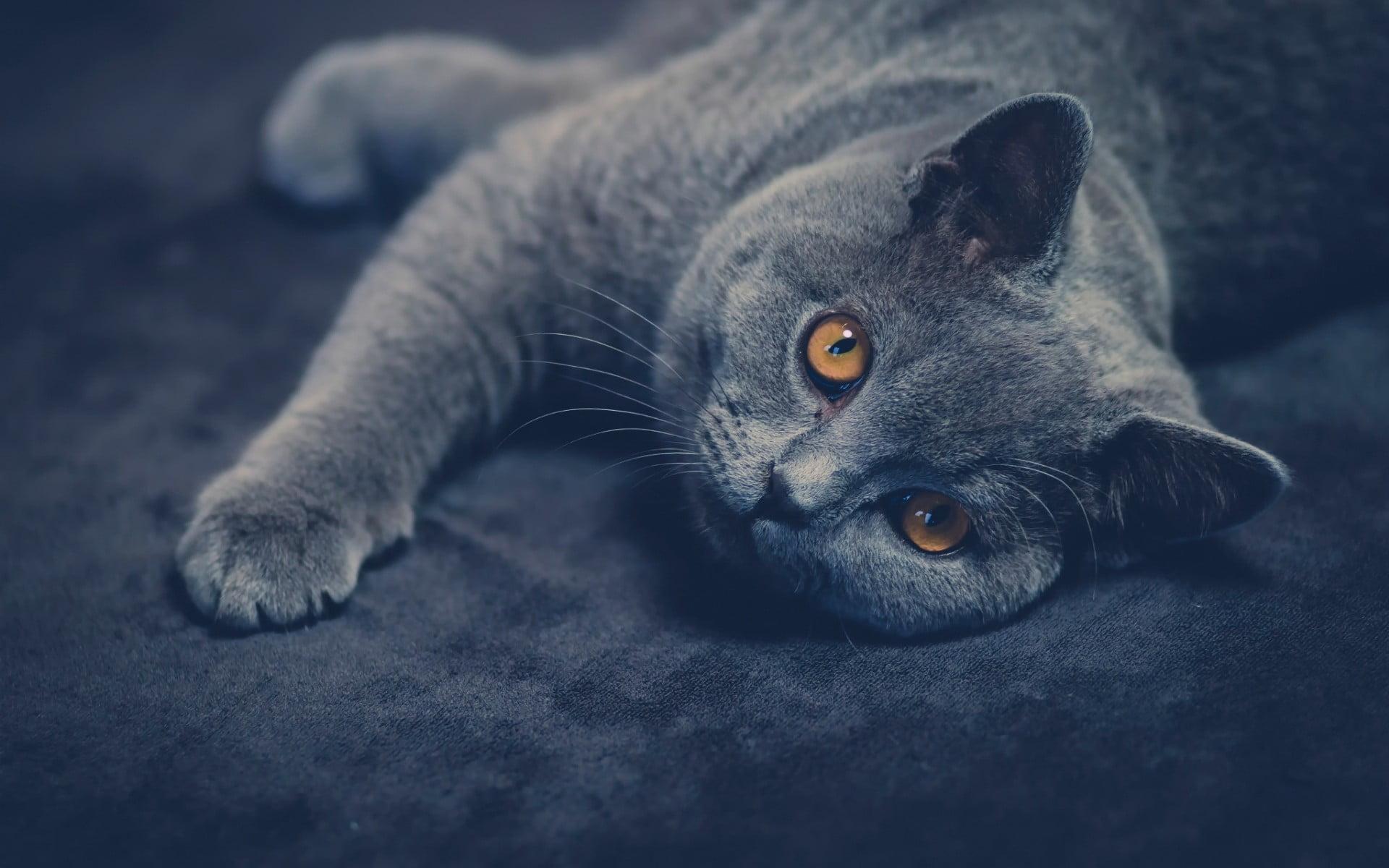 Russian blue cat, cat, animals, British shorthair HD