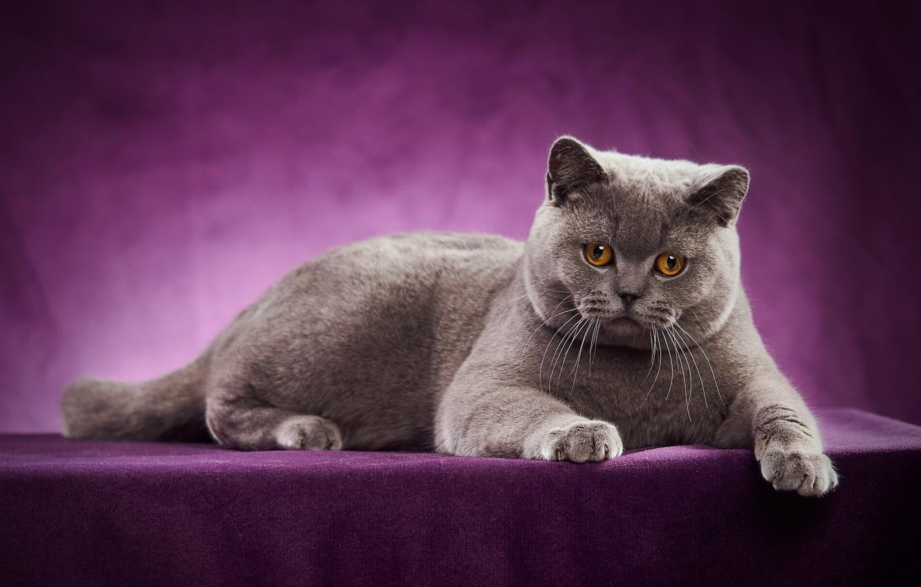Wallpaper cat, portrait, photohoot, British Shorthair
