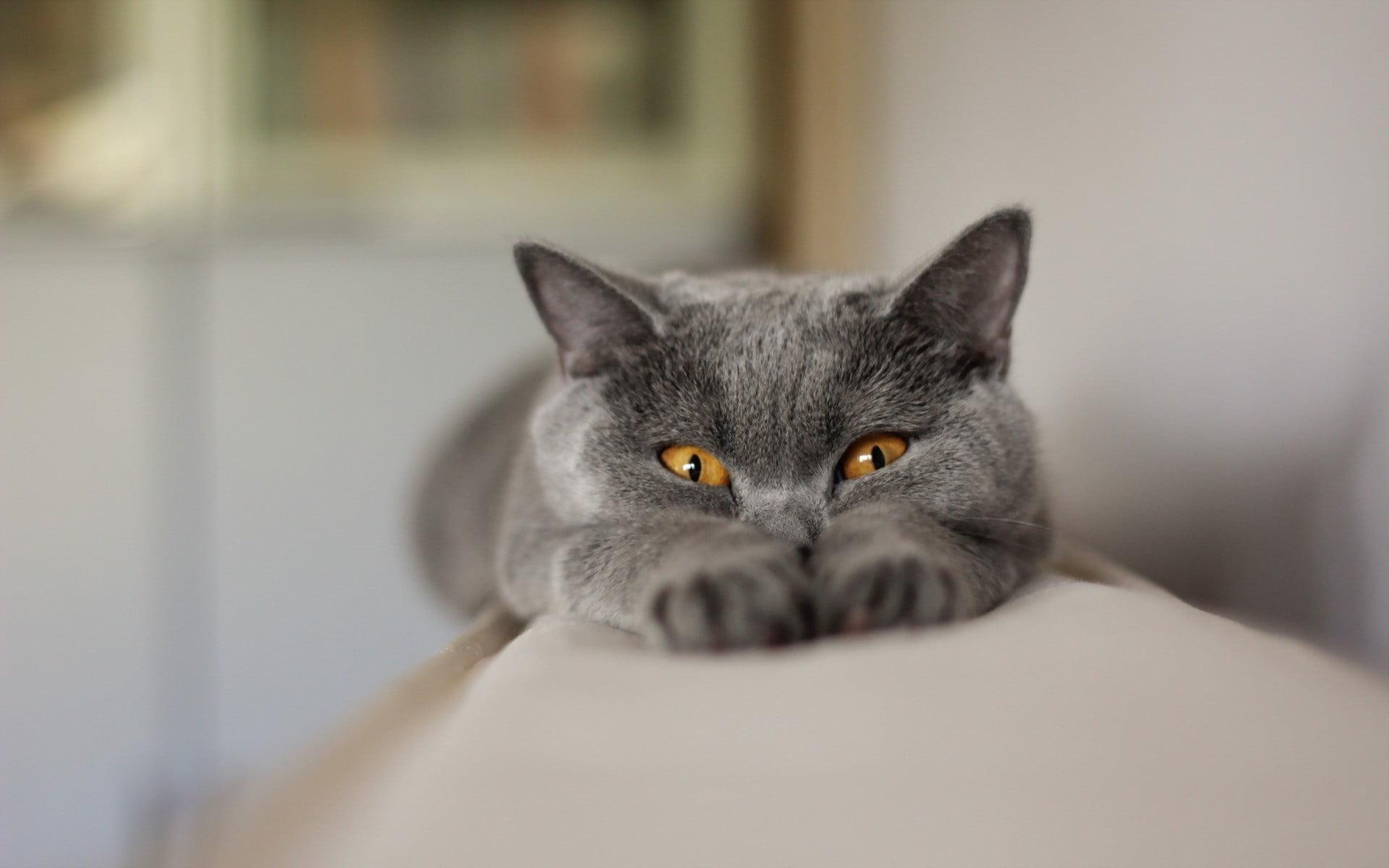 Selective focus photography of British shorthair HD