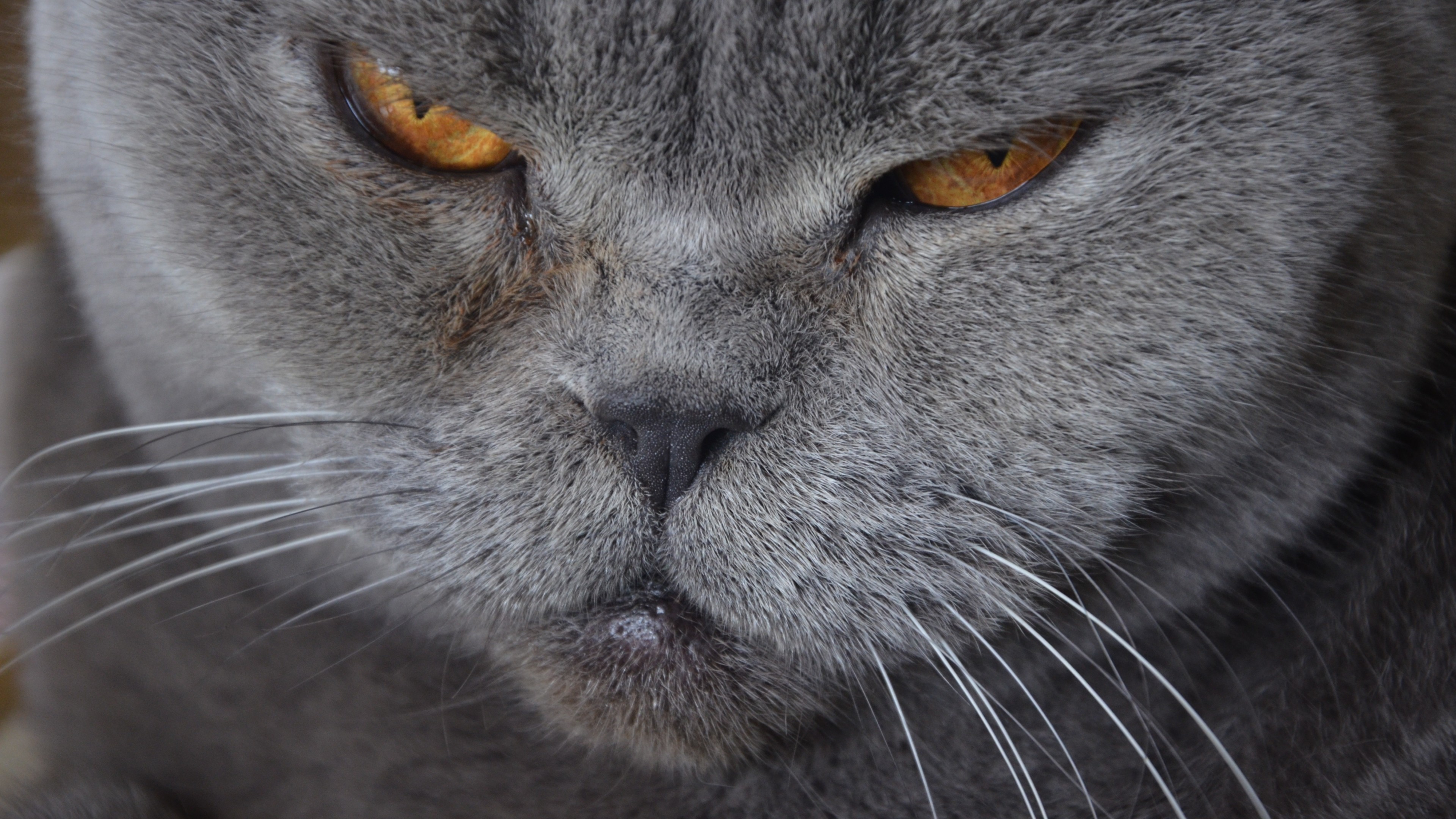 Download 3840x2160 Angry Cat, Close Up, British Shorthair