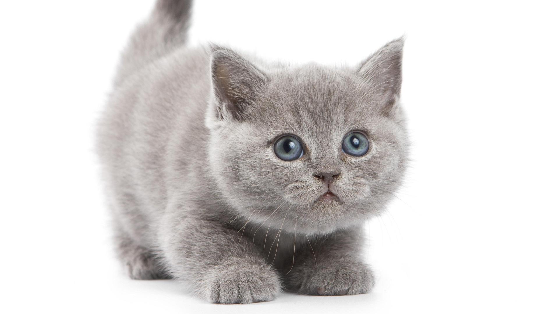 British Shorthair (Kitten, Cute, Squat) HD Cat Wallpaper