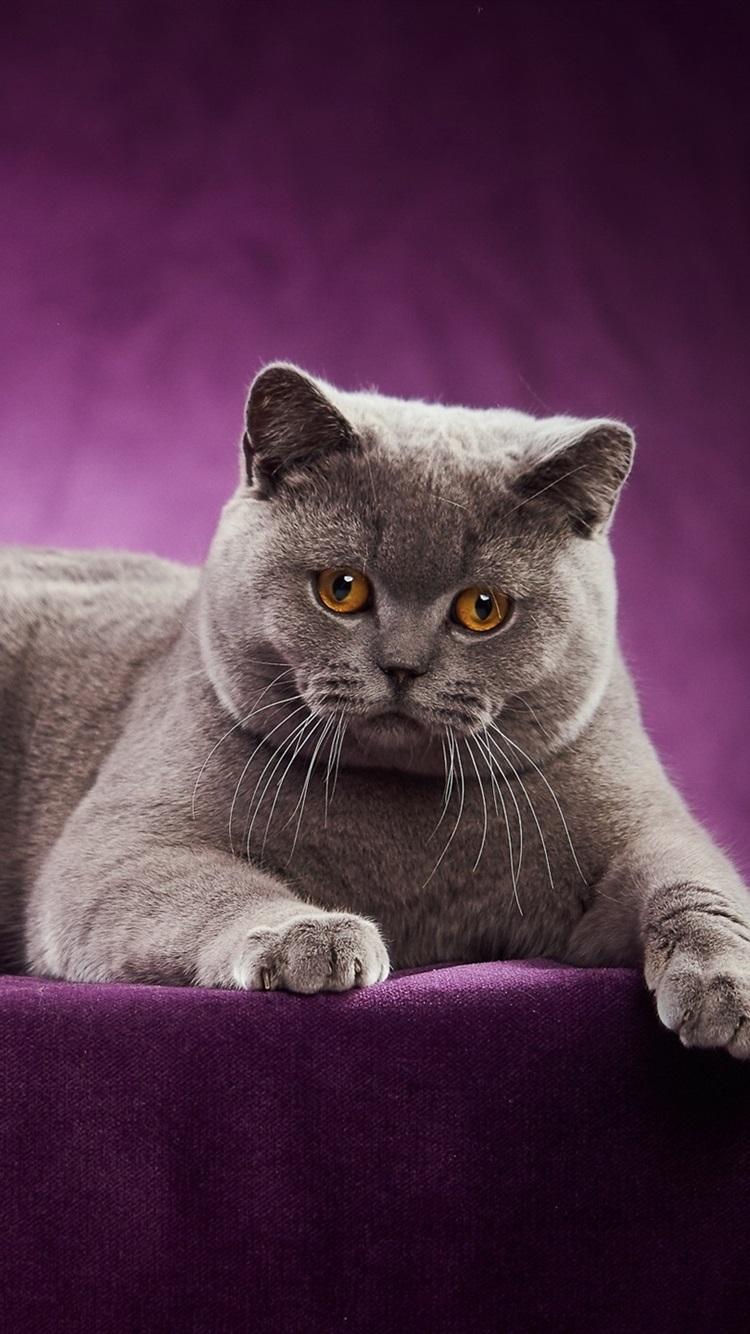 Wallpaper British Shorthair, cat, purple background