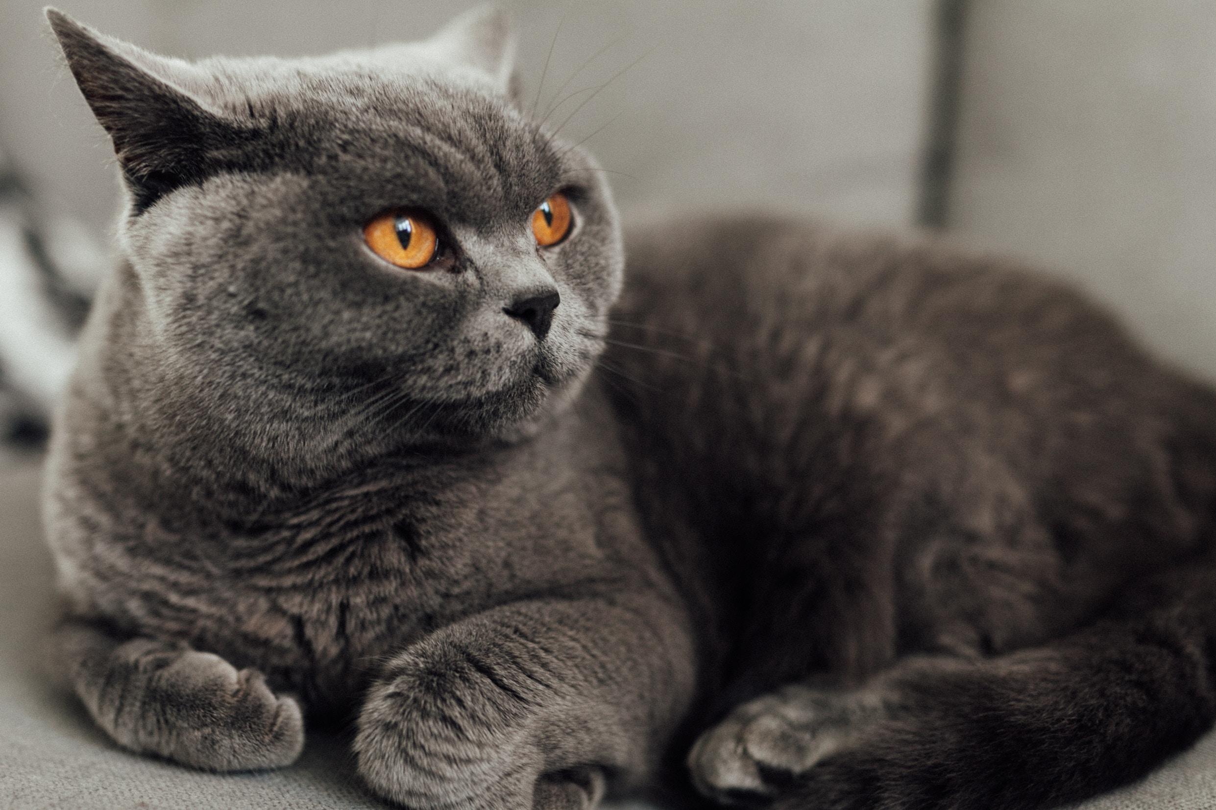 British shorthair wallpaper for computers (2019)