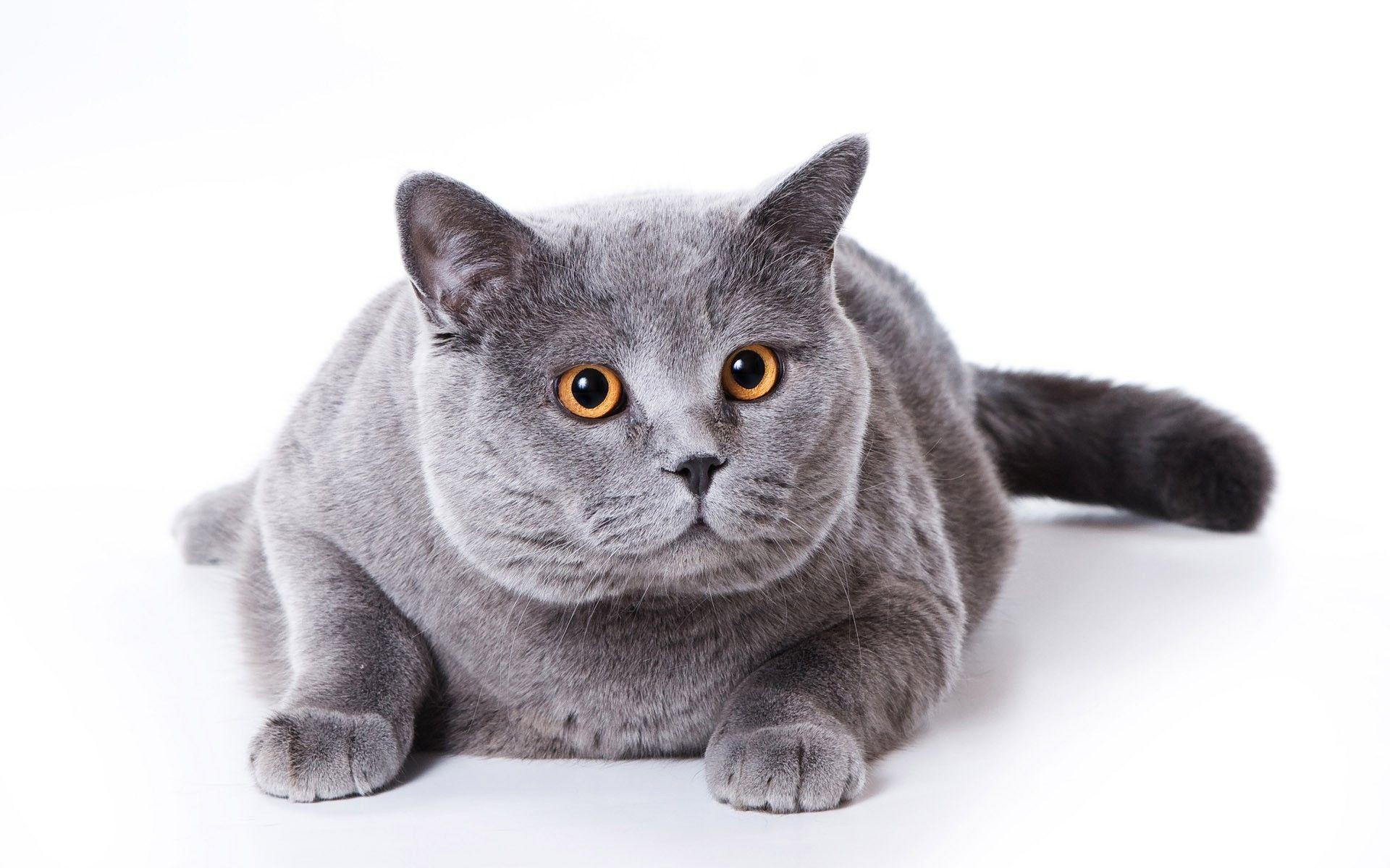 Download Wallpaper British Shorthair, Big Cat, Close Up, Domestic Cat, Gray Cat, Pets, Cats, Cute Animals, British Shorthair Cat For Desktop With Resolution 1920x1200. High Quality HD Picture Wallpaper