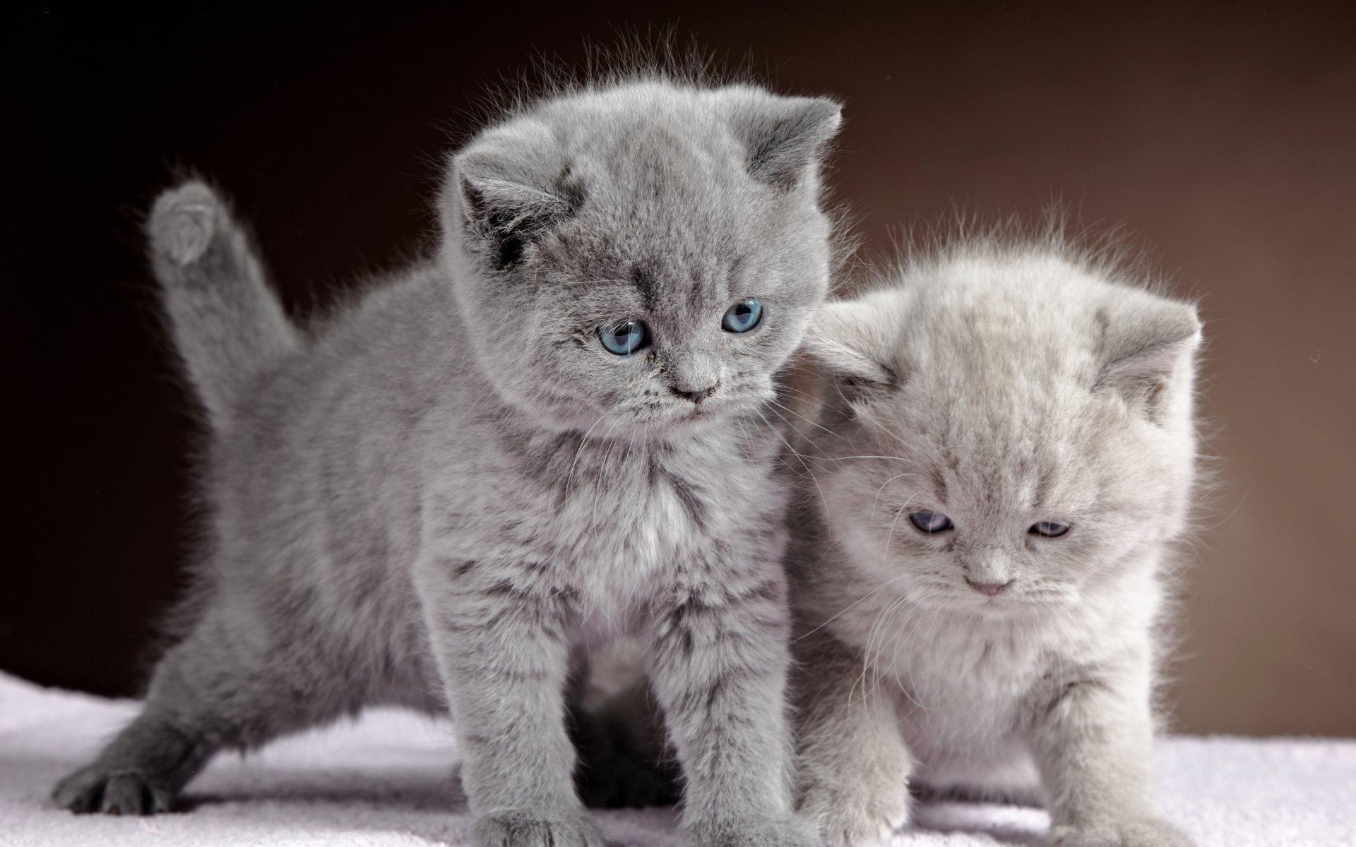 Download wallpaper British Shorthair Kittens, family