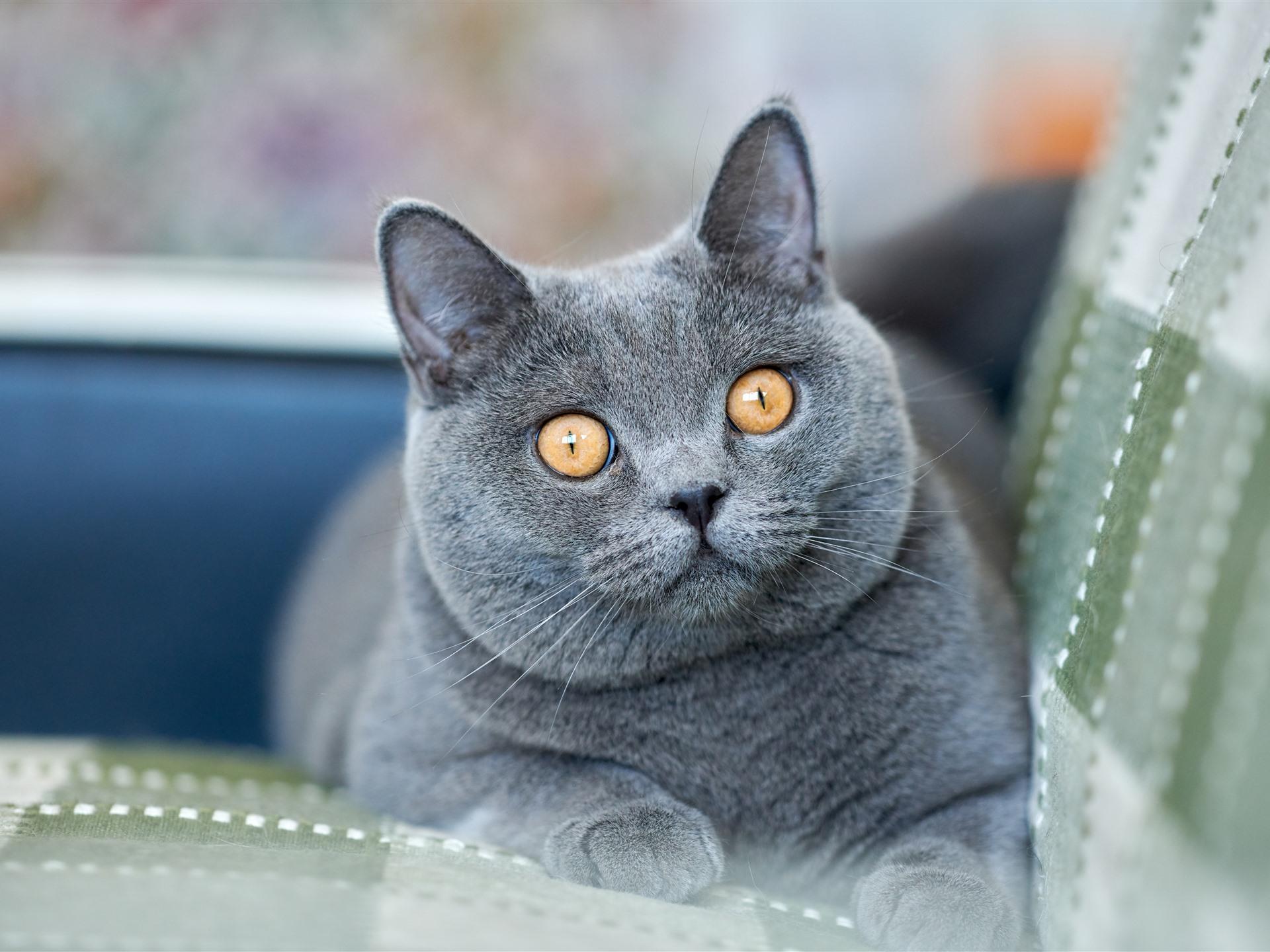 Wallpaper British Shorthair, gray cat, yellow eyes 7680x4320