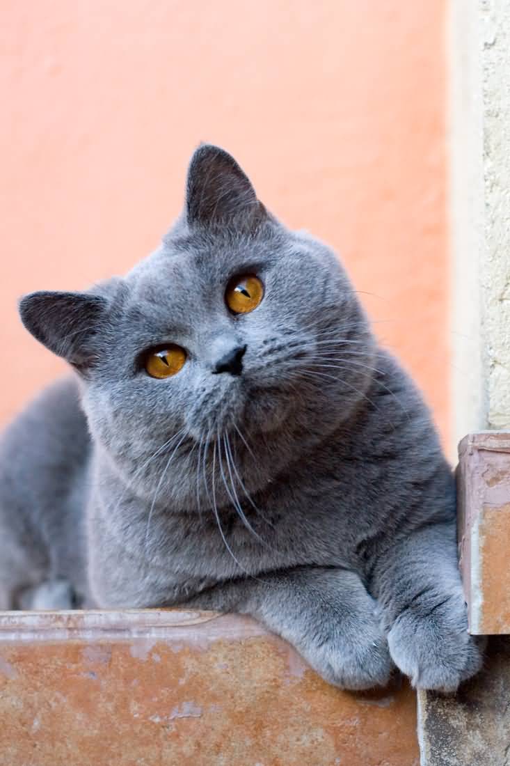 Lovely British Shorthair Cat Image