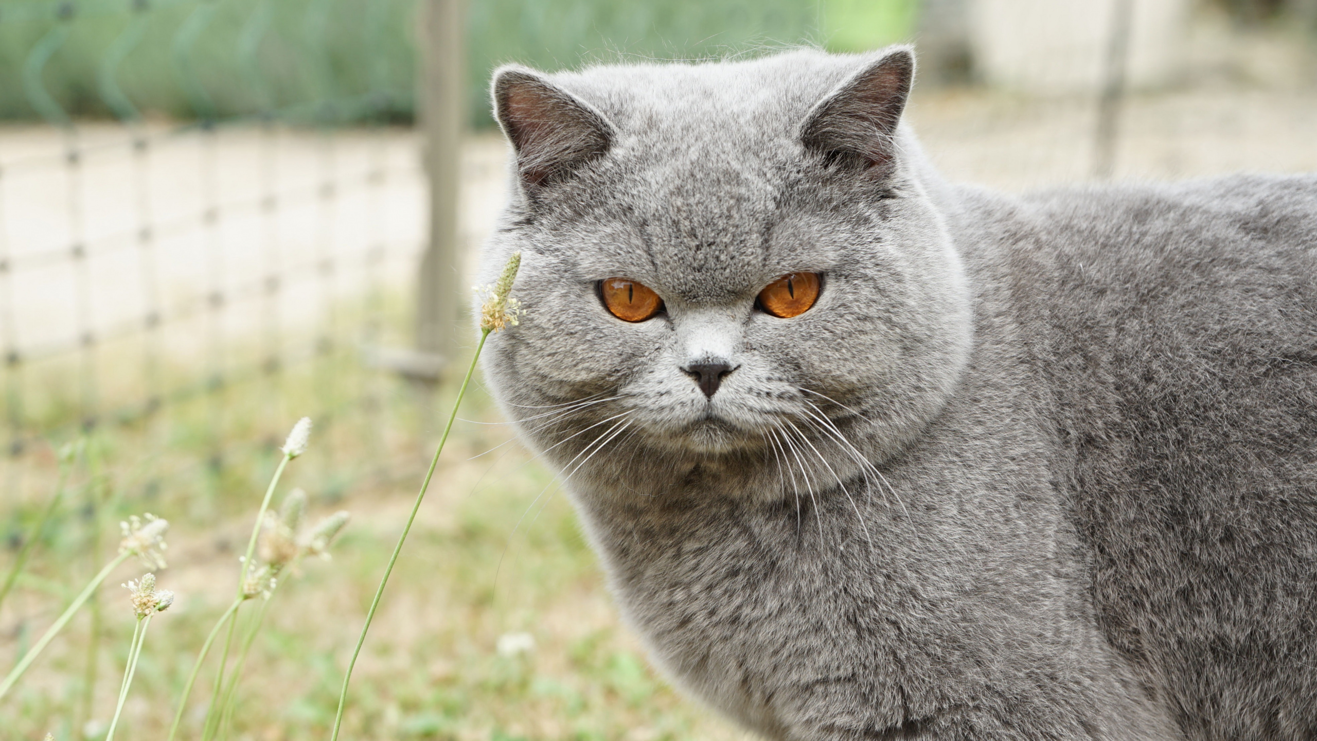 Download 2560x1440 Wallpaper Angry Cat, Muzzle, British