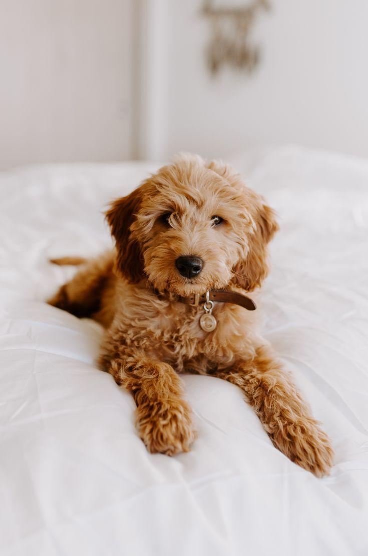 Mini goldendoodle, wavy hair, curly puppy, goldendoodle