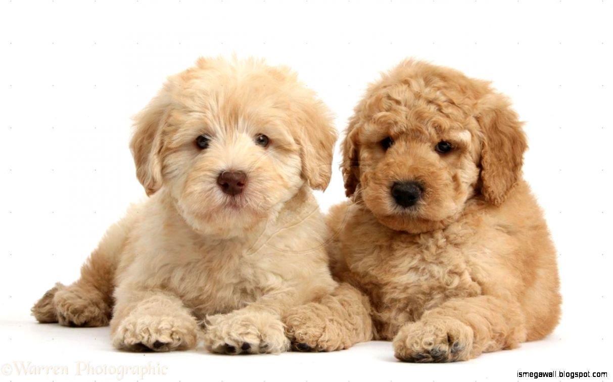 Goldendoodle Puppies Wallpaper. Animals. Goldendoodle
