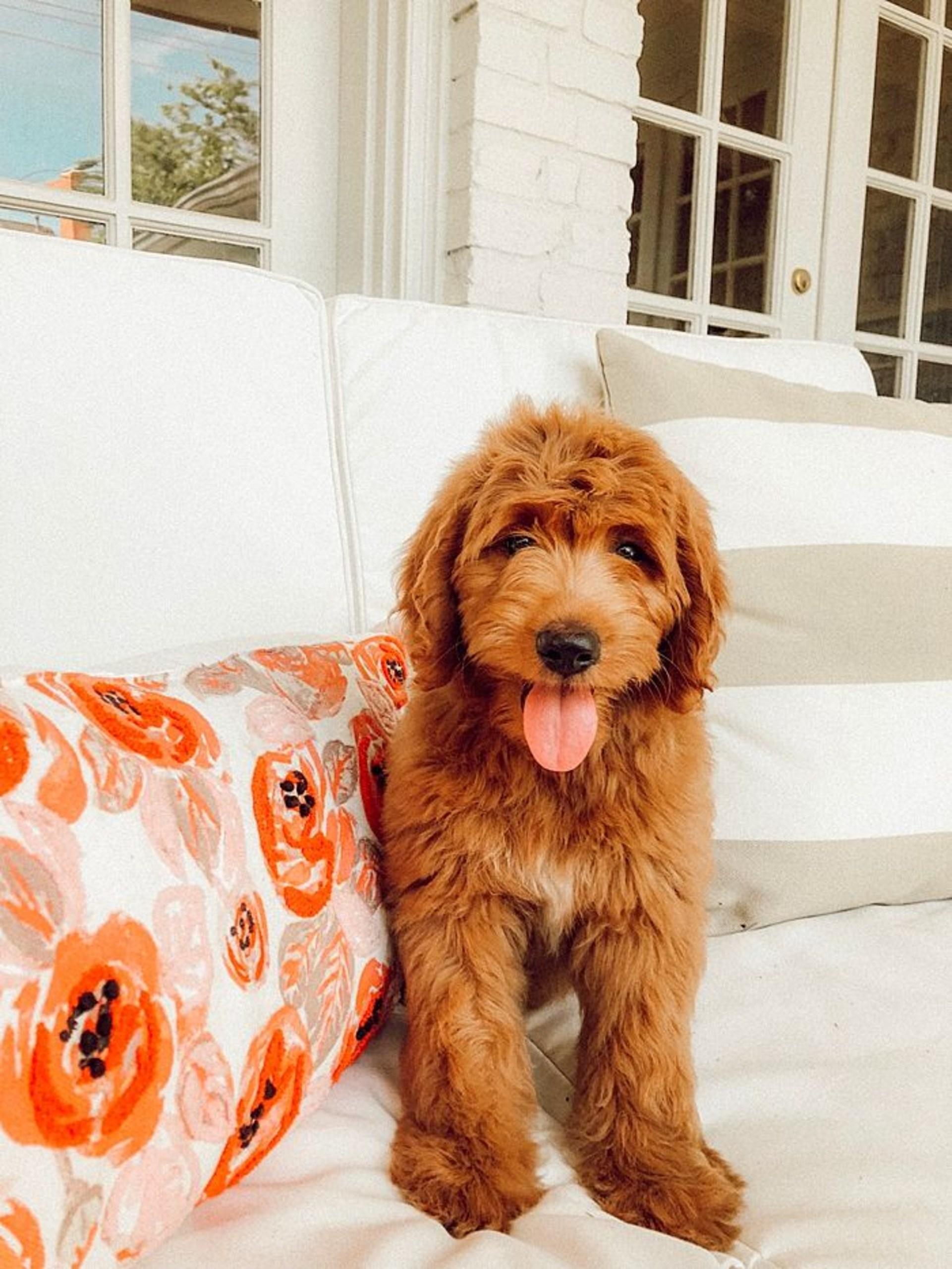 red mini goldendoodle, winnie. pup, dog