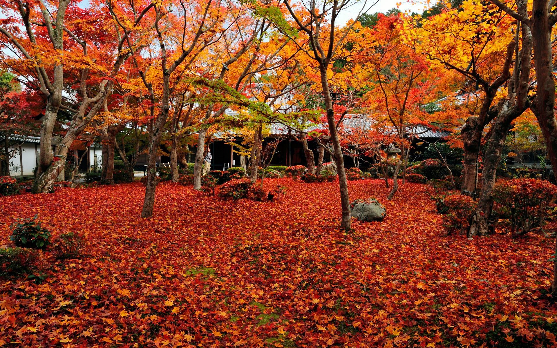 Autumn In Japan