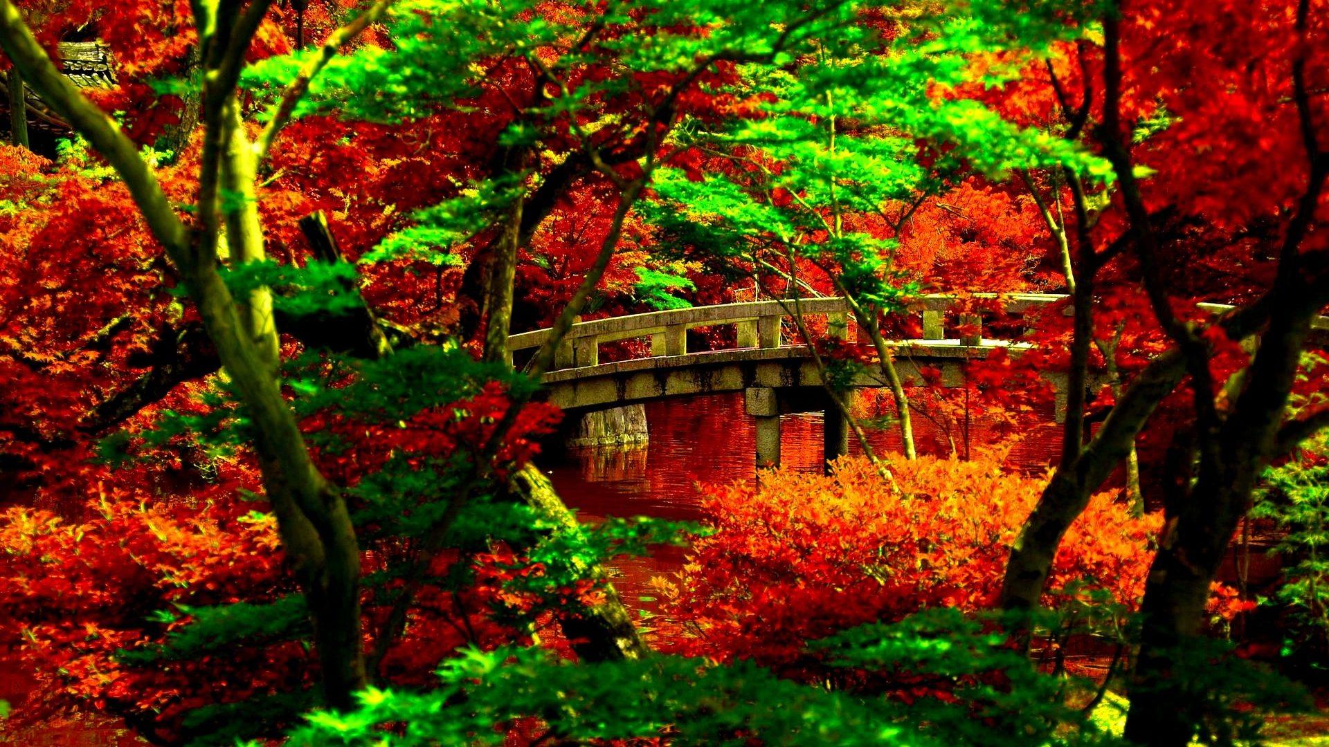 Japanese Garden Autumn Bridge Free Download Wallpaper