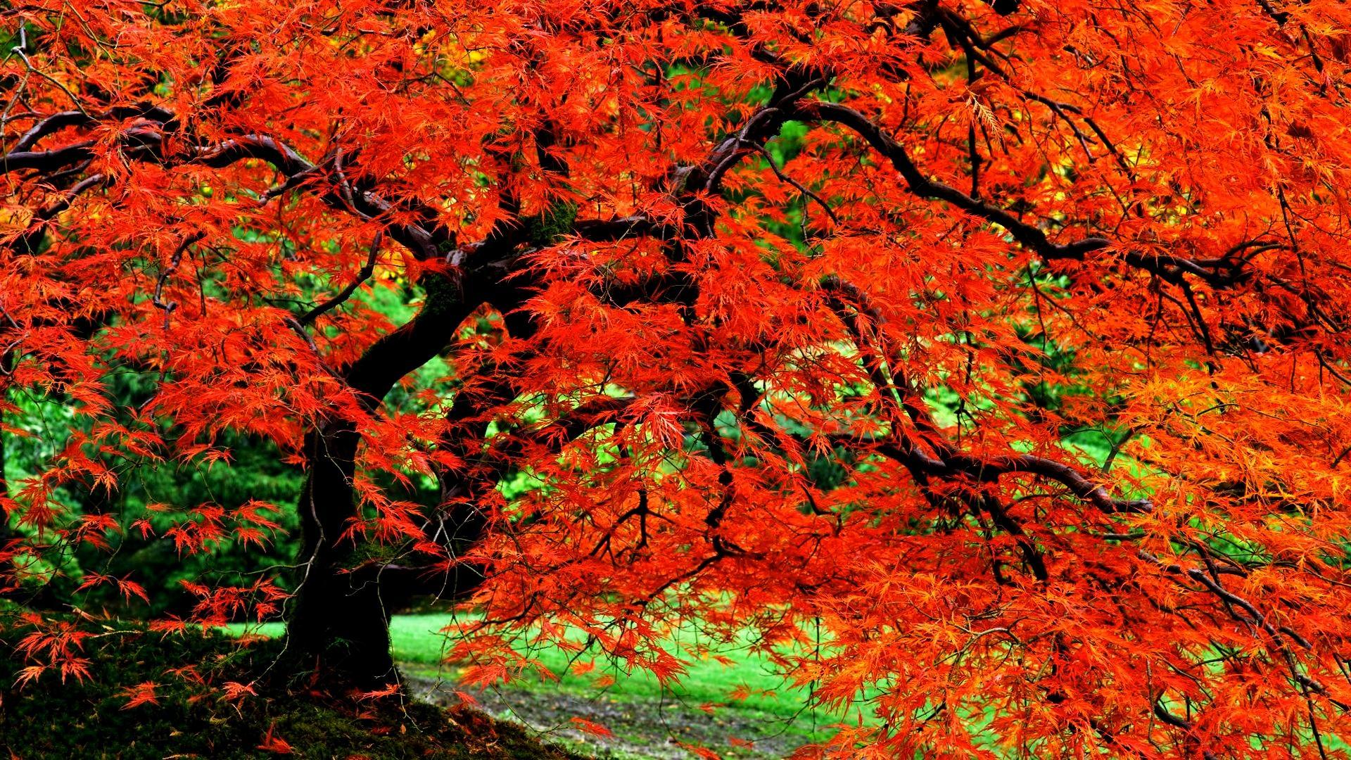 Autumn Tree in Japanese Garden HD Wallpaper. Background