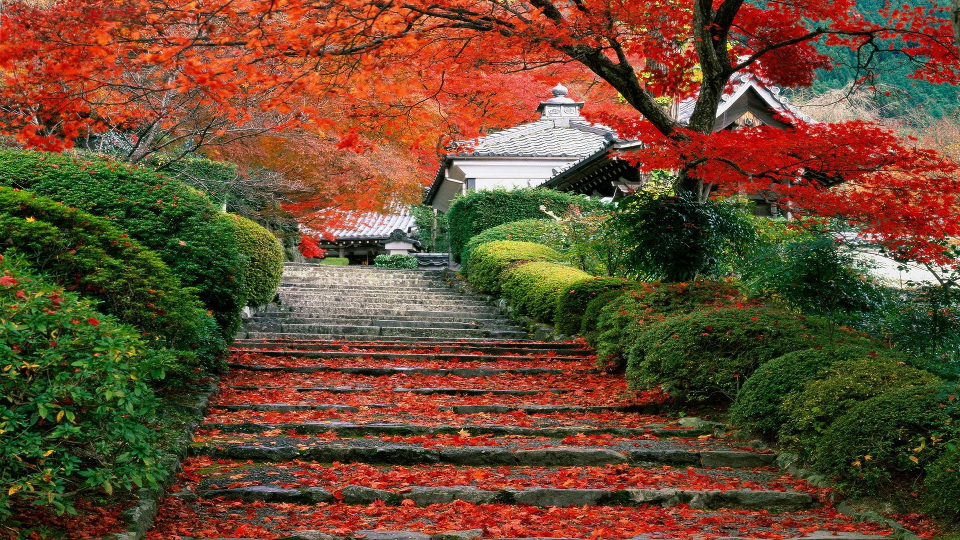 Japan, Landscape, Fall, Cherry Trees, Stairs, Leaves Wallpaper HD / Desktop and Mobile Background