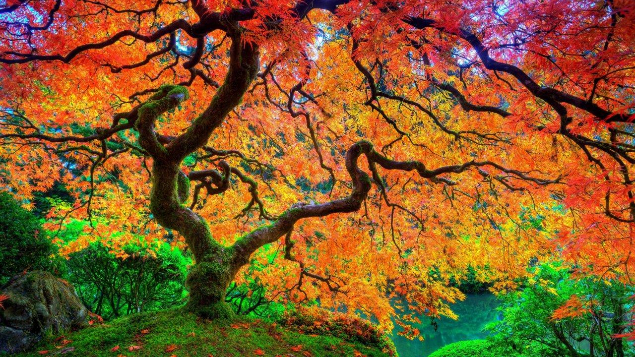 K, Desktop Wallpaper, Beautiful Nature, maple, Beauty