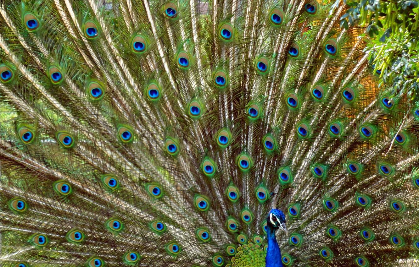 Wallpaper widescreen, bird, Wallpaper, wallpaper, peacock