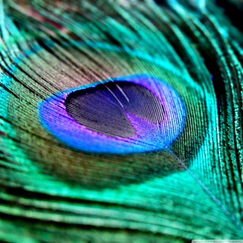 Peacock Feather Wallpaper