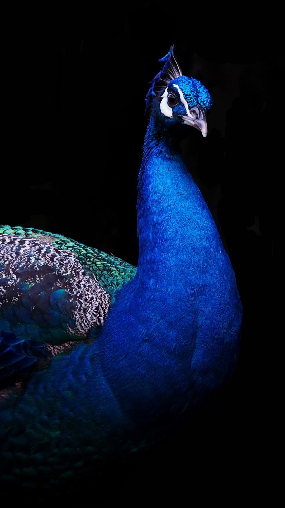 WALLPAPERS HD: Peacock
