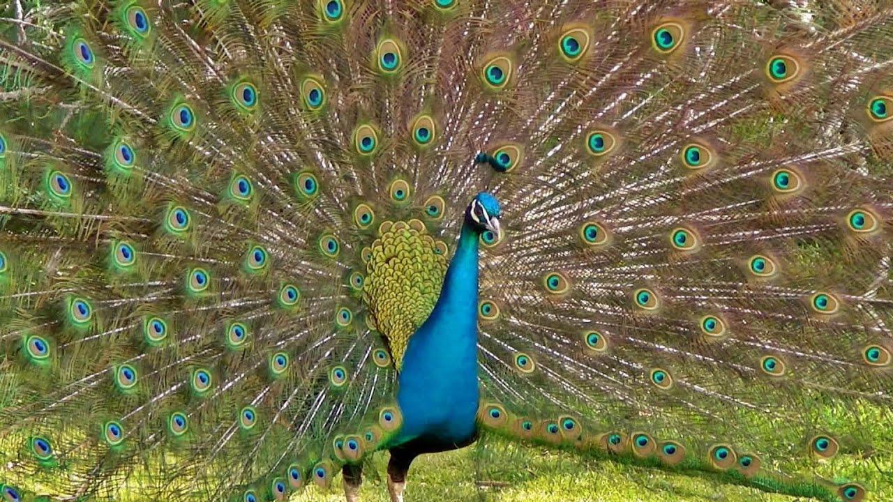 Peacock Dance Display Opening Feathers HD & Bird Sound