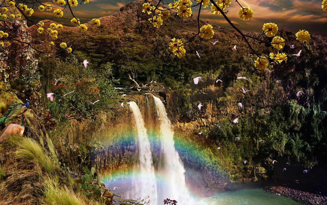 Peacocks & Paradise wallpaper. Peacocks & Paradise stock