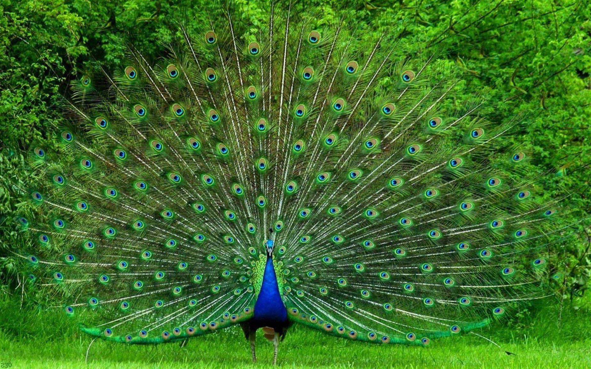 Peacock: Live HD Peacock Wallpaper, Photo