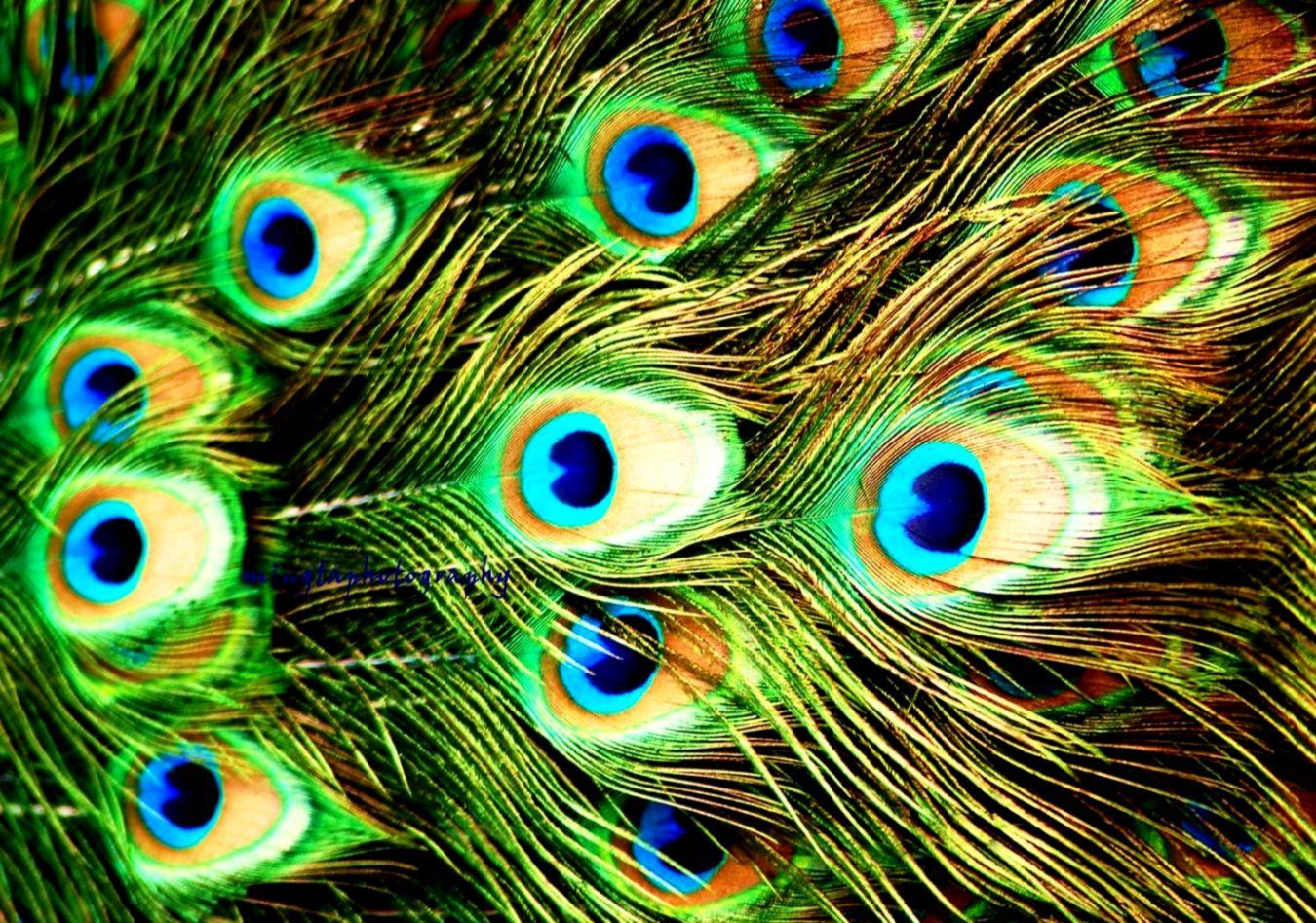 Peacock Paradise Wallpapers - Wallpaper Cave