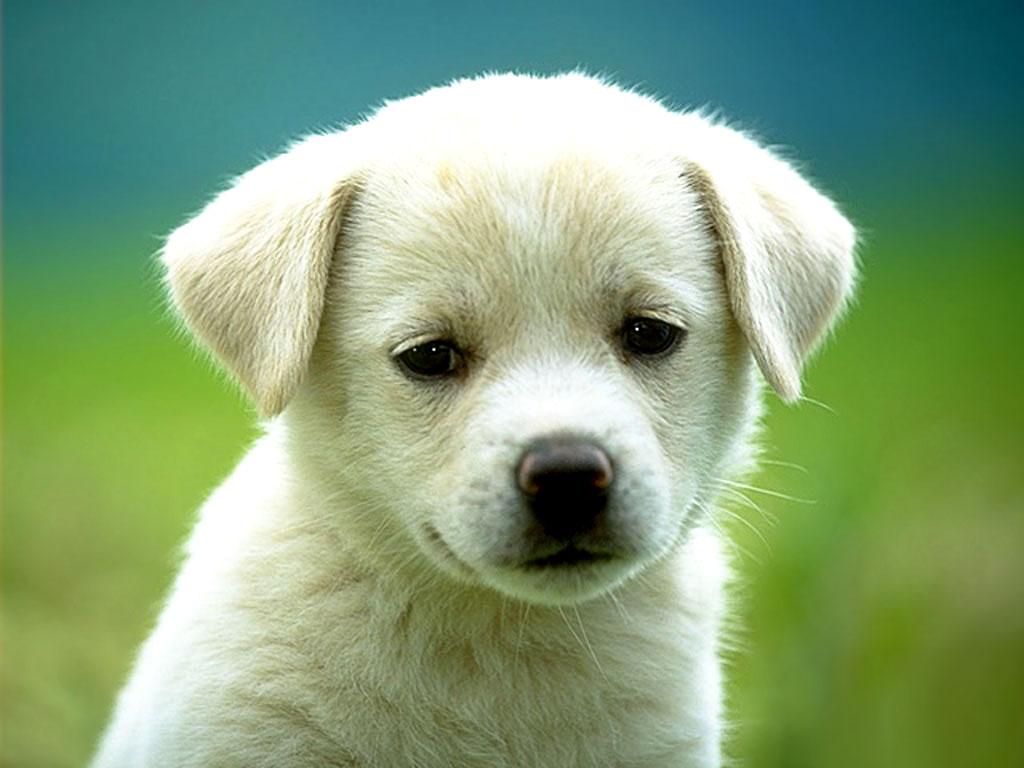 Cute little puppy dog Labrador Wallpaper for your Computer