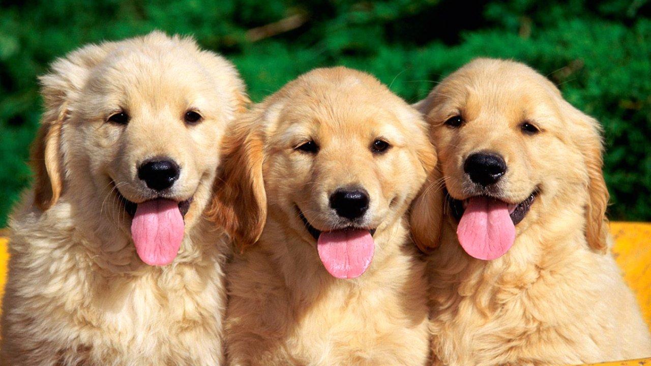 Little, Puppies, Animal Wallpaper, HD Dog Photo, Pets