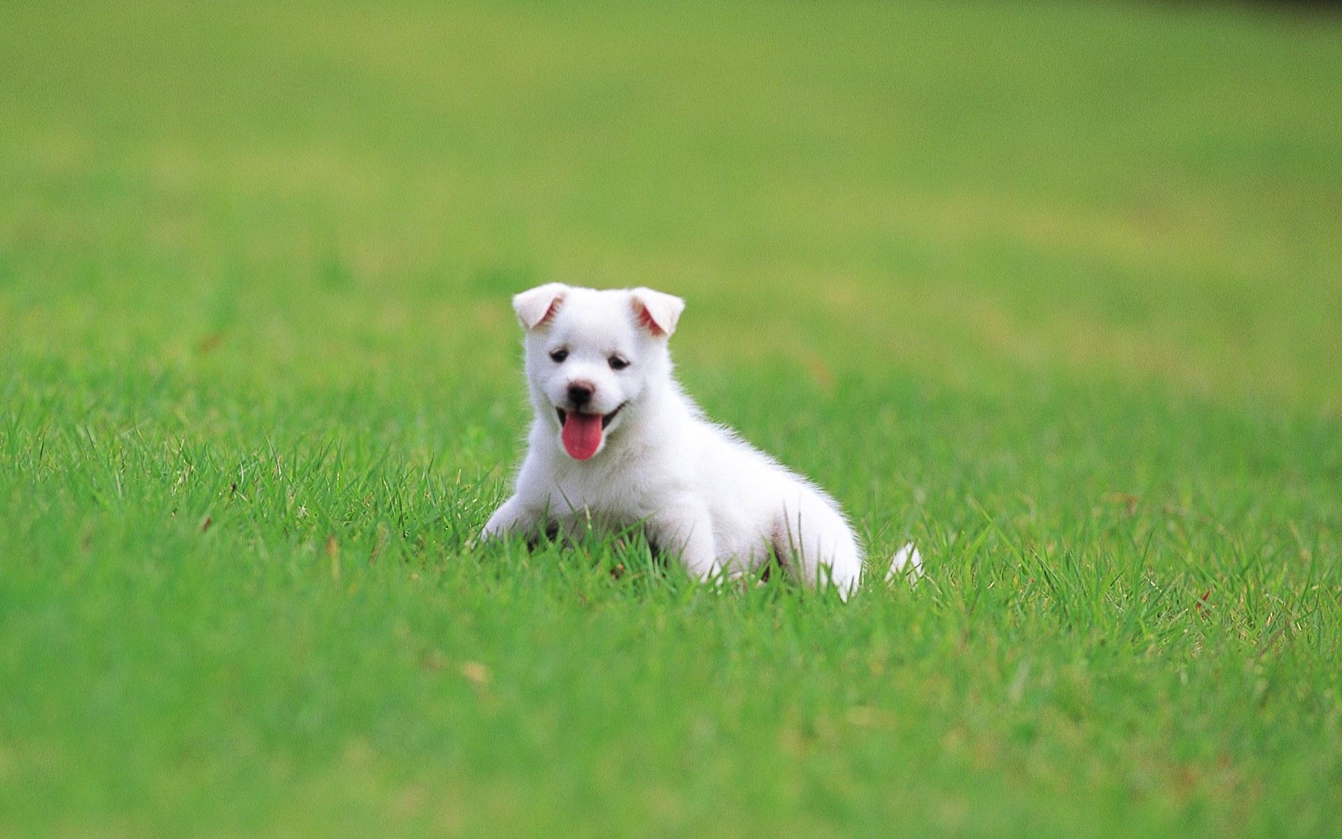 Cute puppy in a park, puppy dog on grass, Lovely puppies