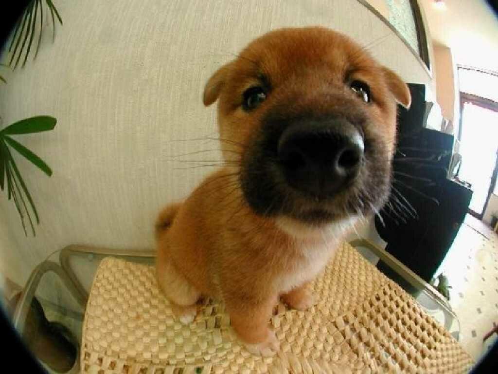 Fluffy Animal Wallpaper