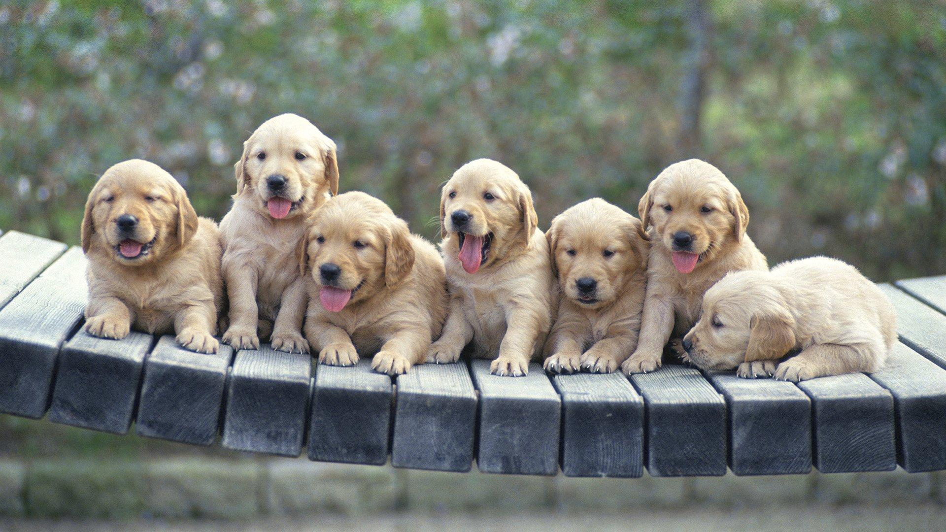 Cute Little Dogs 8043 1920 x 1080