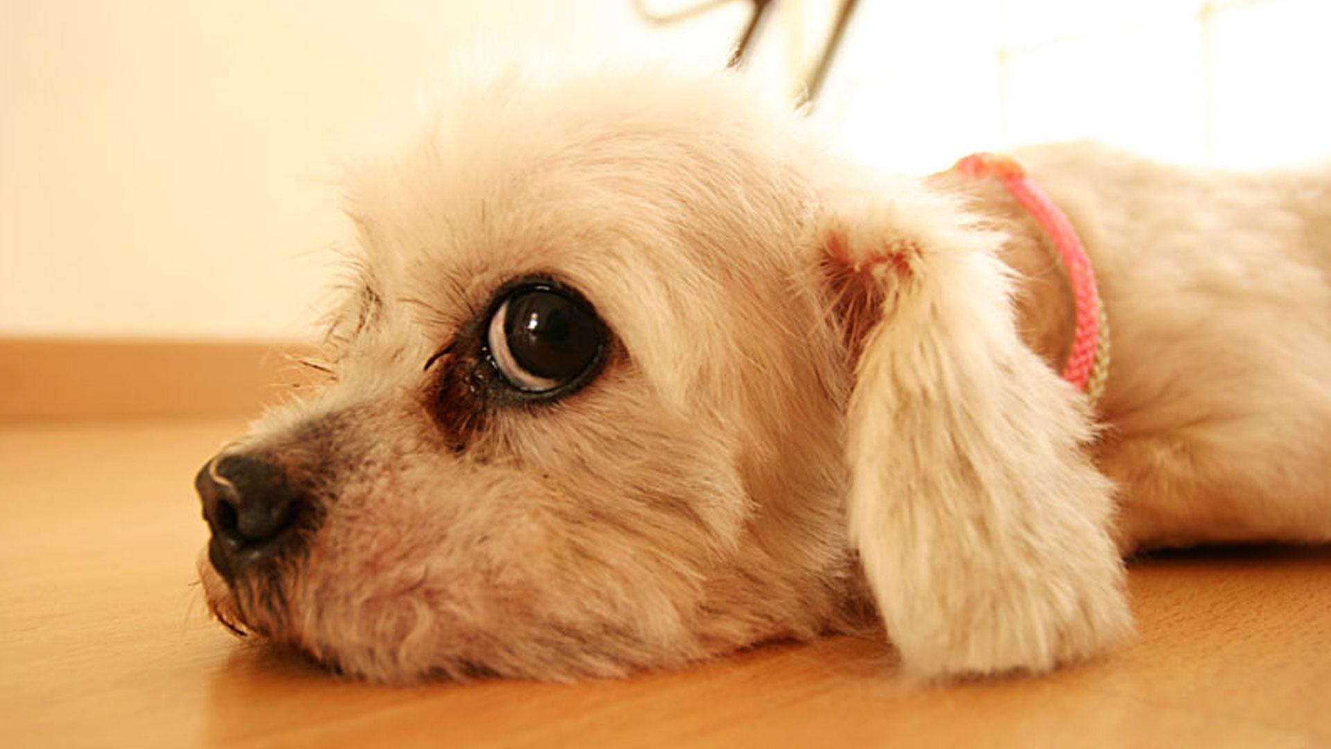 Cute Dogs Wallpaper HD