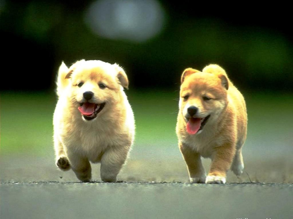 Cute Puppy Dogs