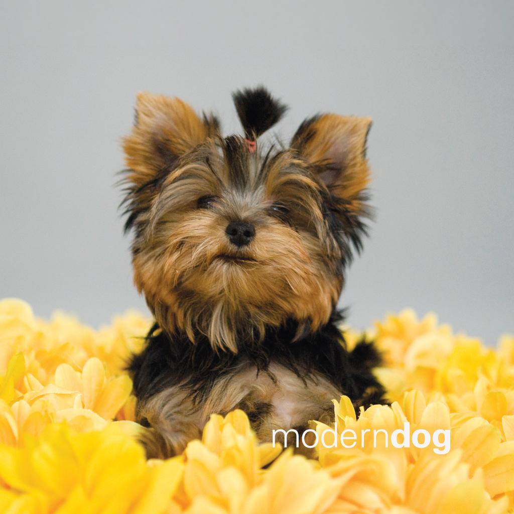 Puppies! Free Modern Dog Wallpaper. Modern Dog magazine