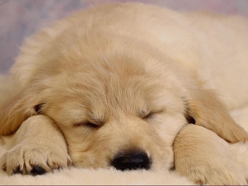 Little Dog Sleeping Soundly Wallpaper Background Dogs Cute