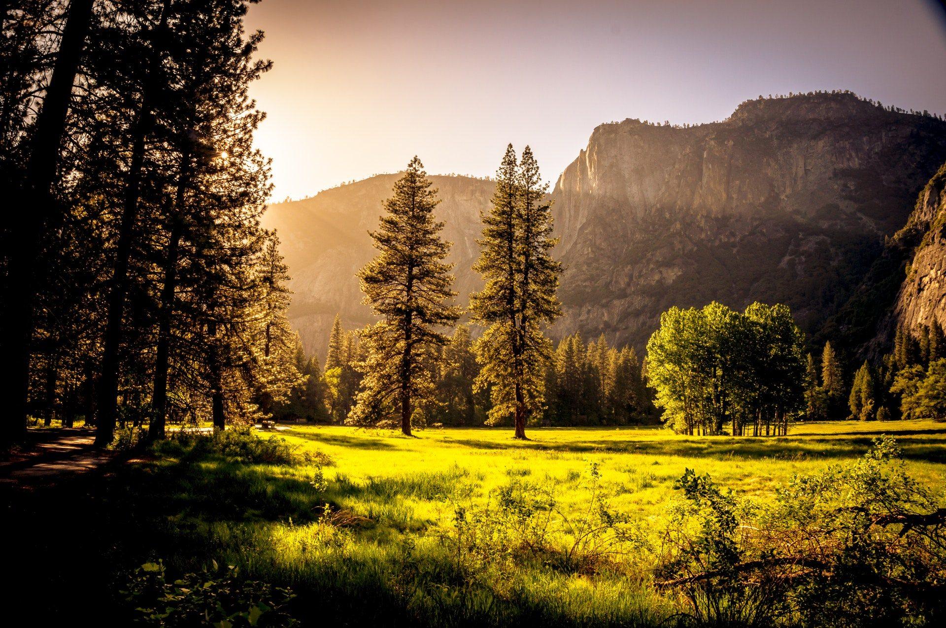 Stunning Beautiful Forest- Mountain Wallpaper HD Free