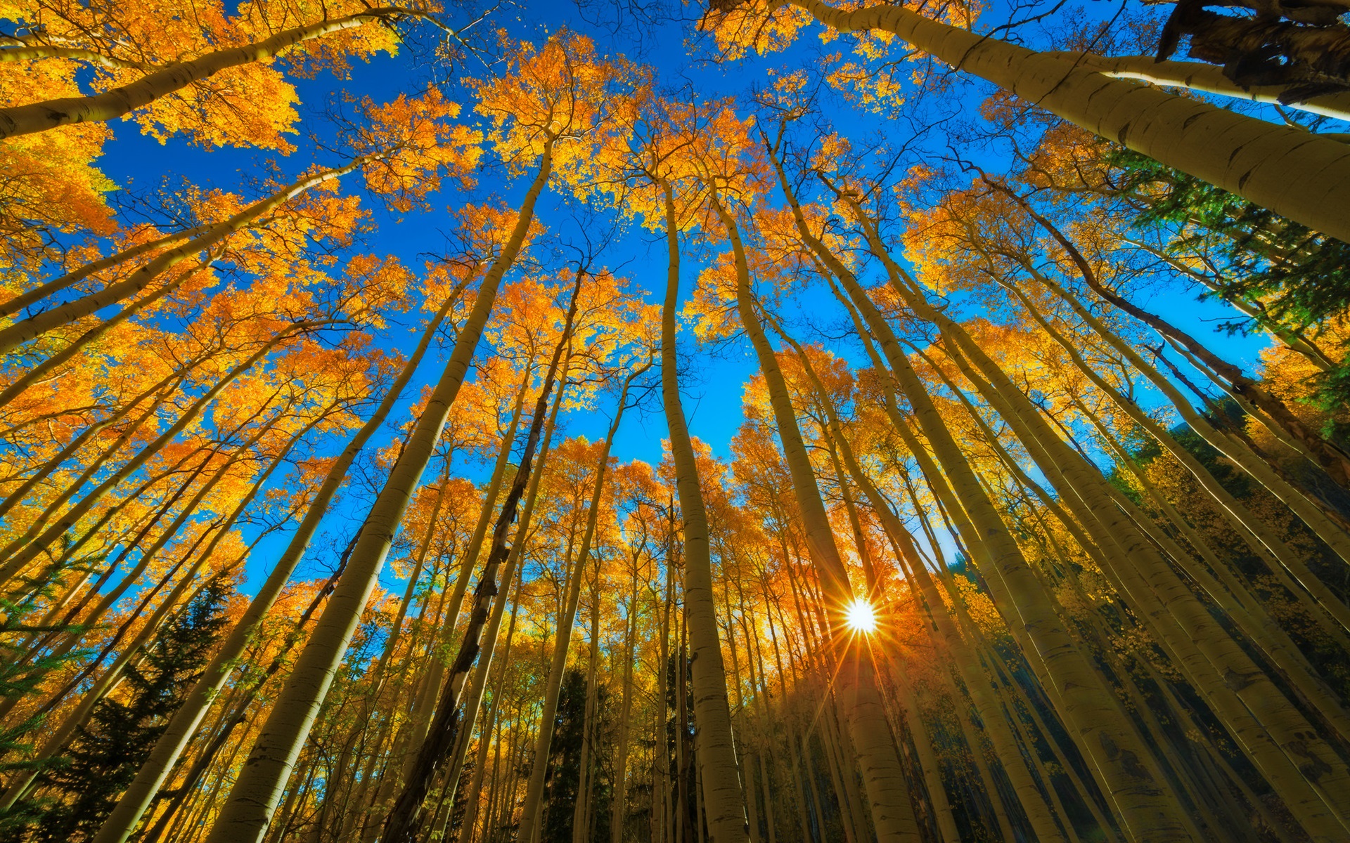 Wallpaper Colorado, autumn, aspen, forest, trees, sun rays