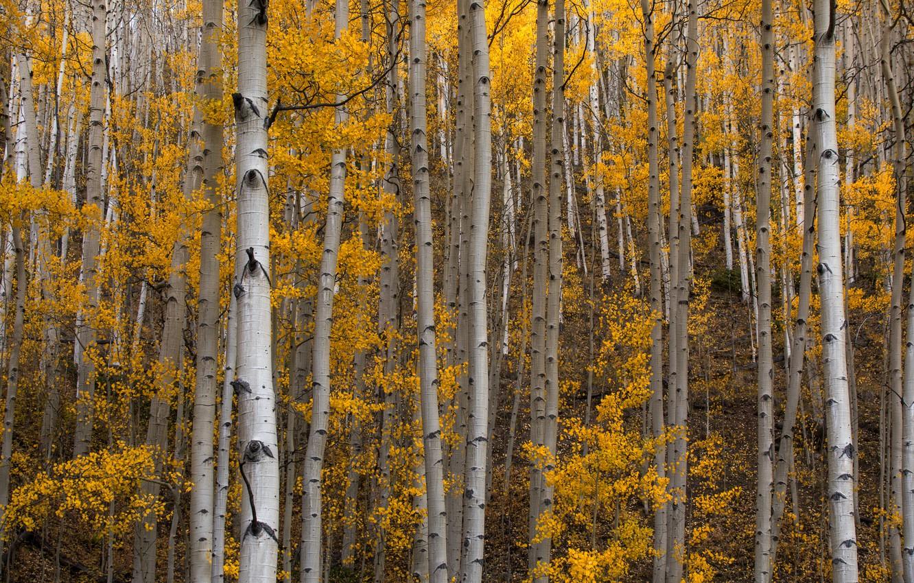 Wallpaper autumn, forest, trees, aspen image for desktop